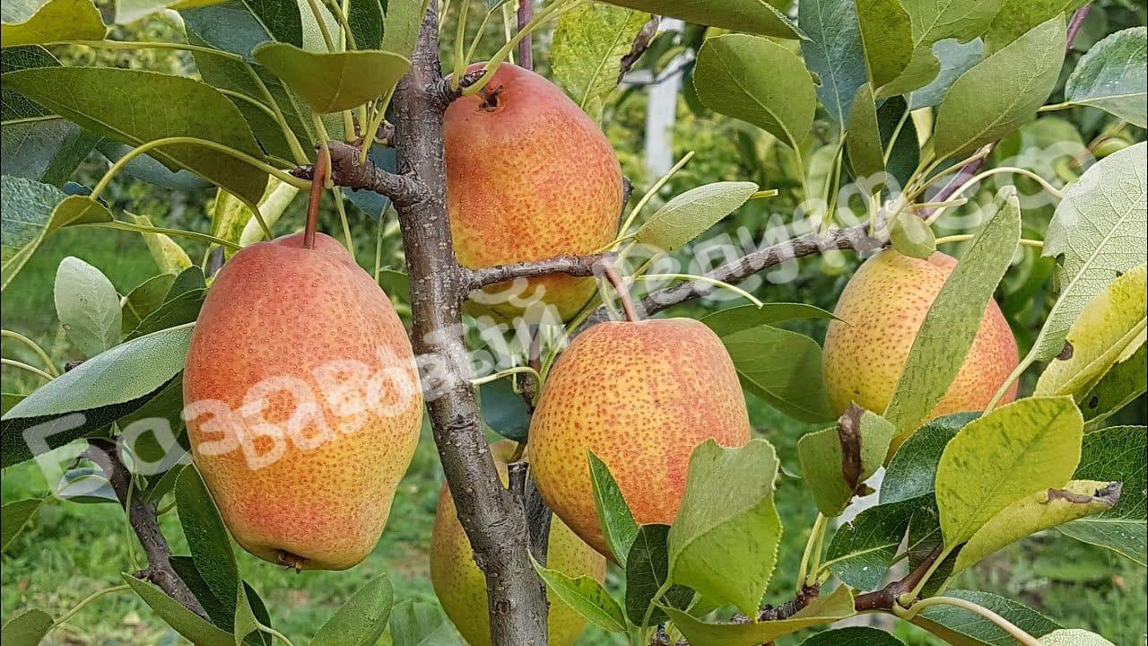 Груша Киргизская зимняя