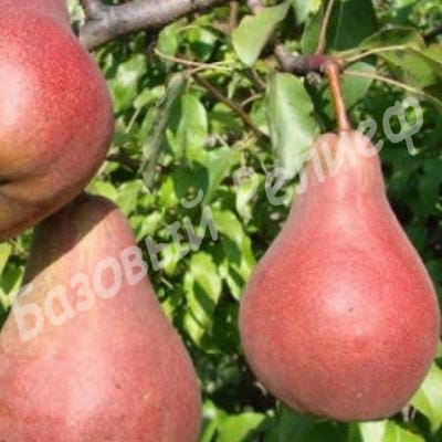 Груша Левен