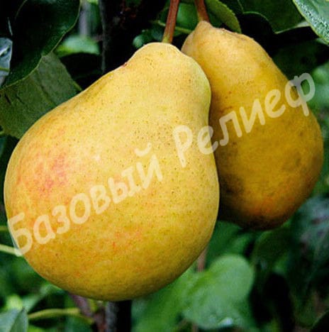 Груша Лимонка