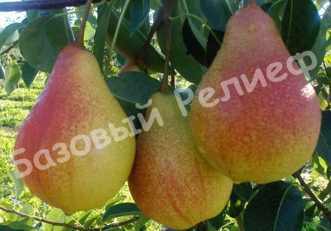 Груша Любимица Клаппа