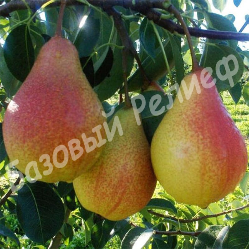 Груша Любимица Клаппа