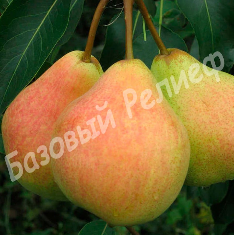 Груша Любимица Клаппа