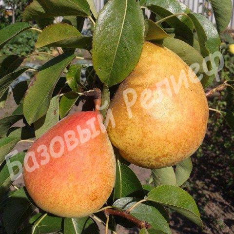 Груша Маргарита Марилья
