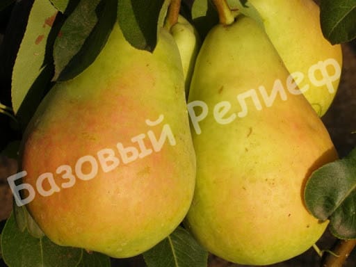 Груша Маргарита Марилья