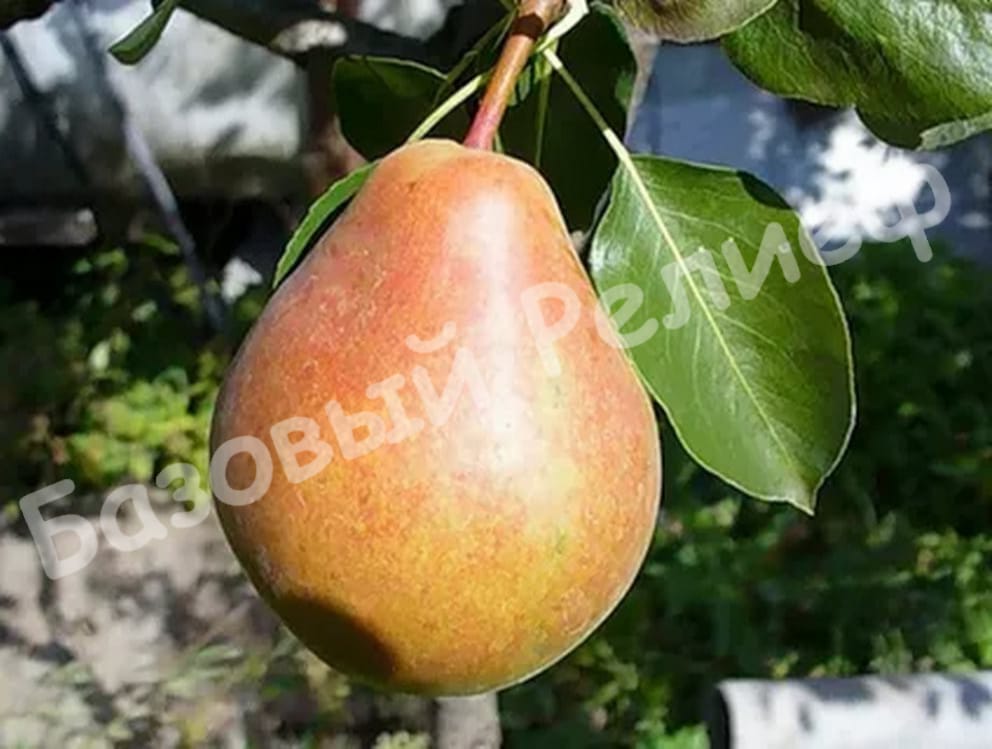Груша Новелла