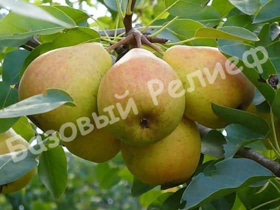 Груша Отрадненская