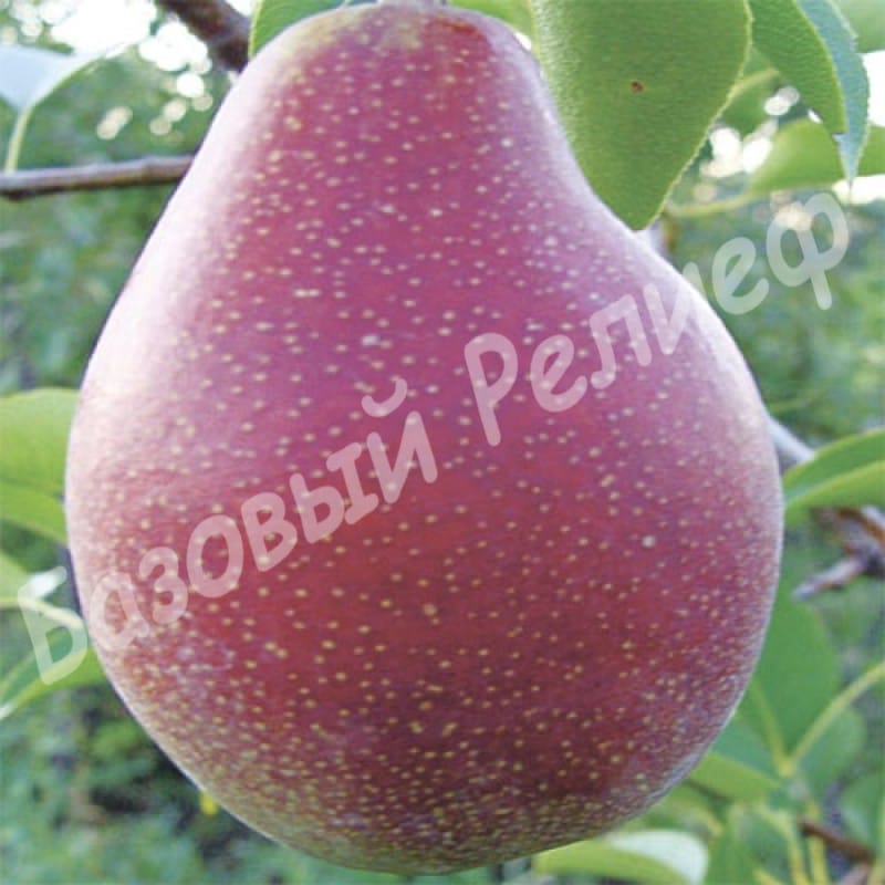Груша Ред Фаворитка