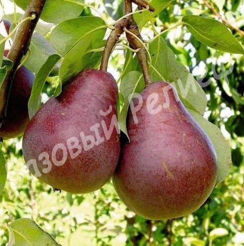 Груша Ред Фаворитка