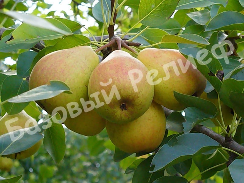 Груша Ровесница