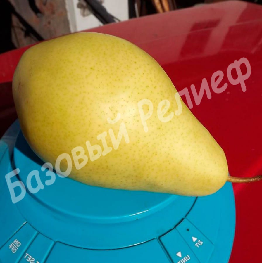 Груша Санта Мария