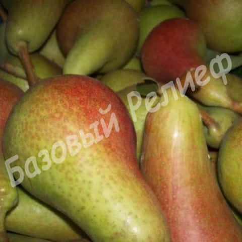 Груша Санта Мария