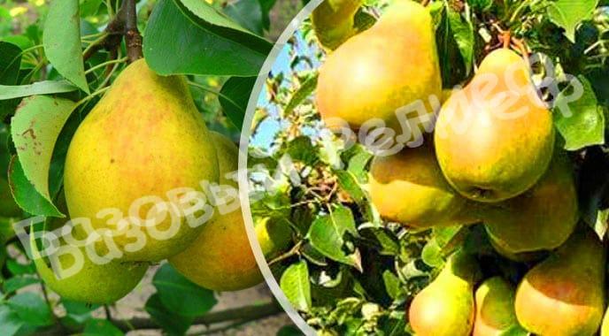 Груша Скороспелка из Мичуринска