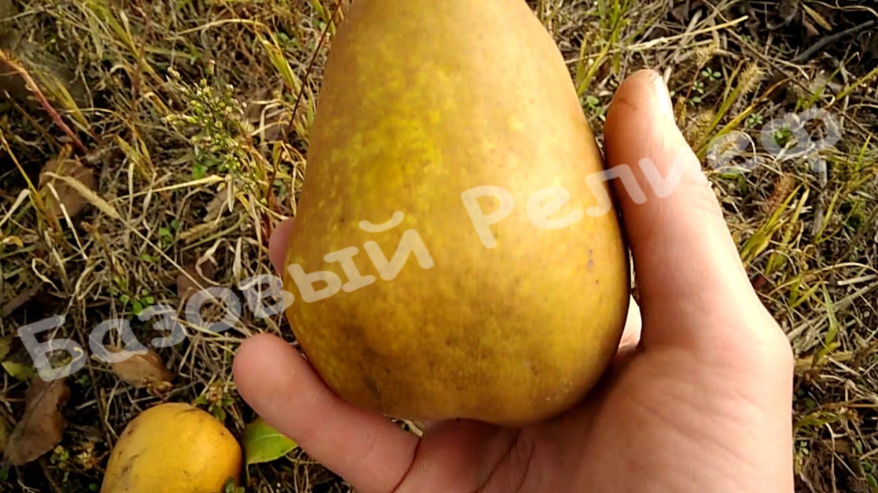 Груша Стрийская