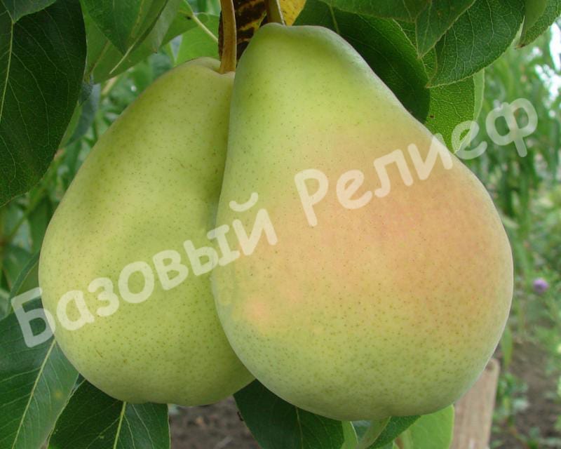 Груша Виктория