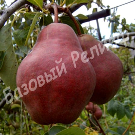 Груша Вильямс красный