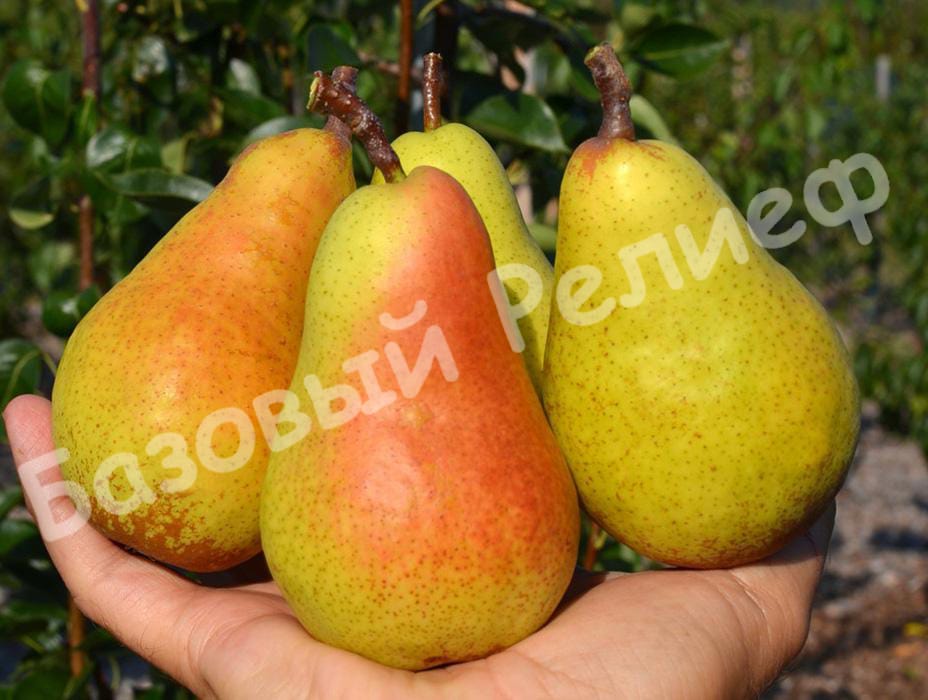 Груша Харроу свит