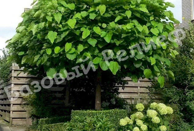 Катальпа бигнониевидная Вариегата