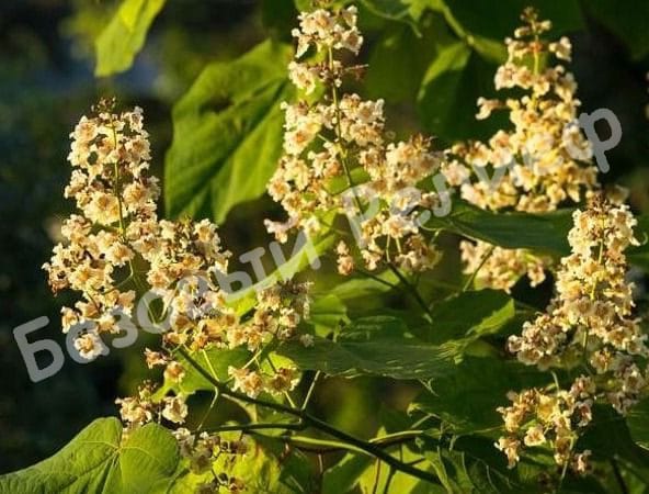 Катальпа яйцевидная