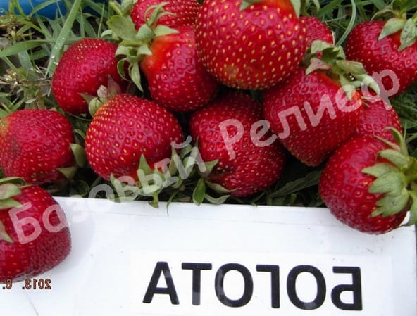 Клубника Богота