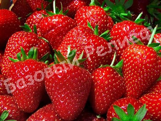 Клубника Царица