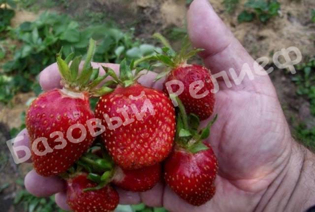 Клубника Царица