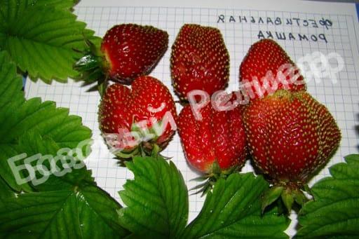 Клубника Фестивальная Ромашка