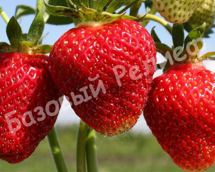 Клубника Фестивальная Ромашка