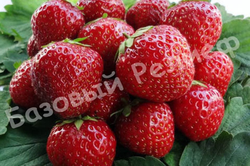 Клубника Корона
