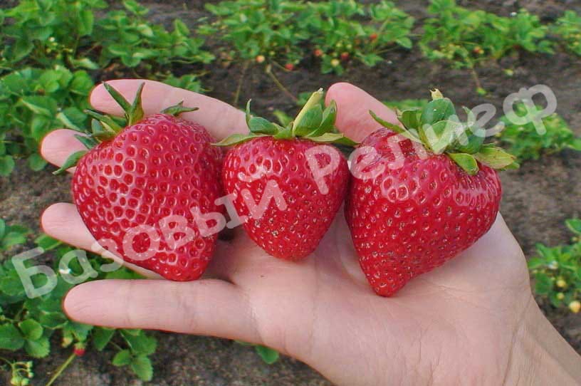 Клубника Ламбада