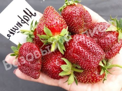 Клубника Марышка