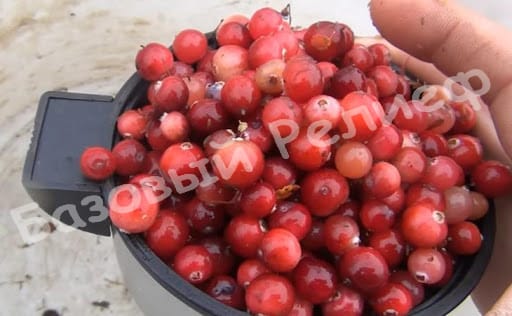 Клюква Кроули