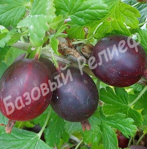 Крыжовник Ахиллес