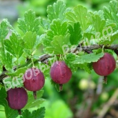 Крыжовник Ахиллес