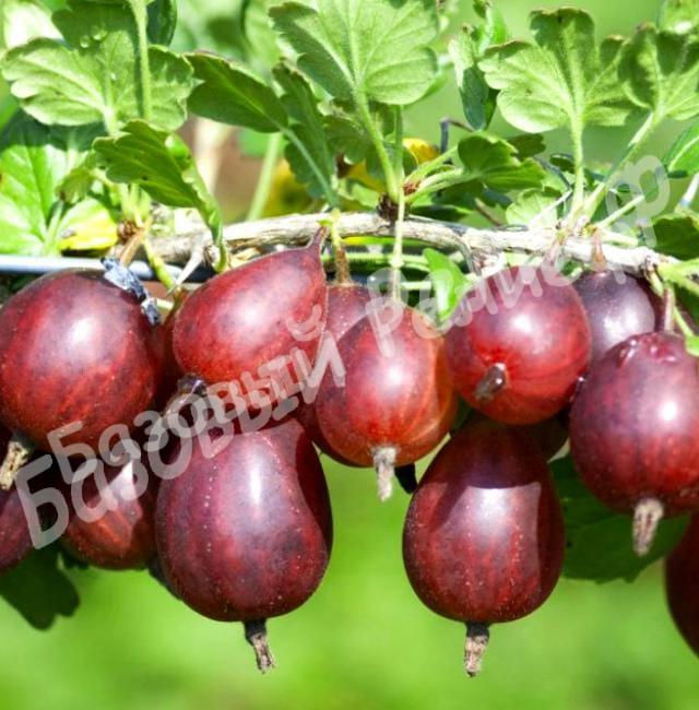 Крыжовник Ахиллес