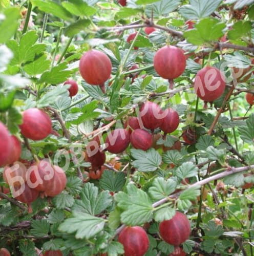 Крыжовник Балет