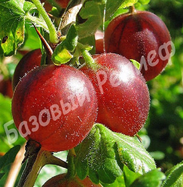 Крыжовник Балет