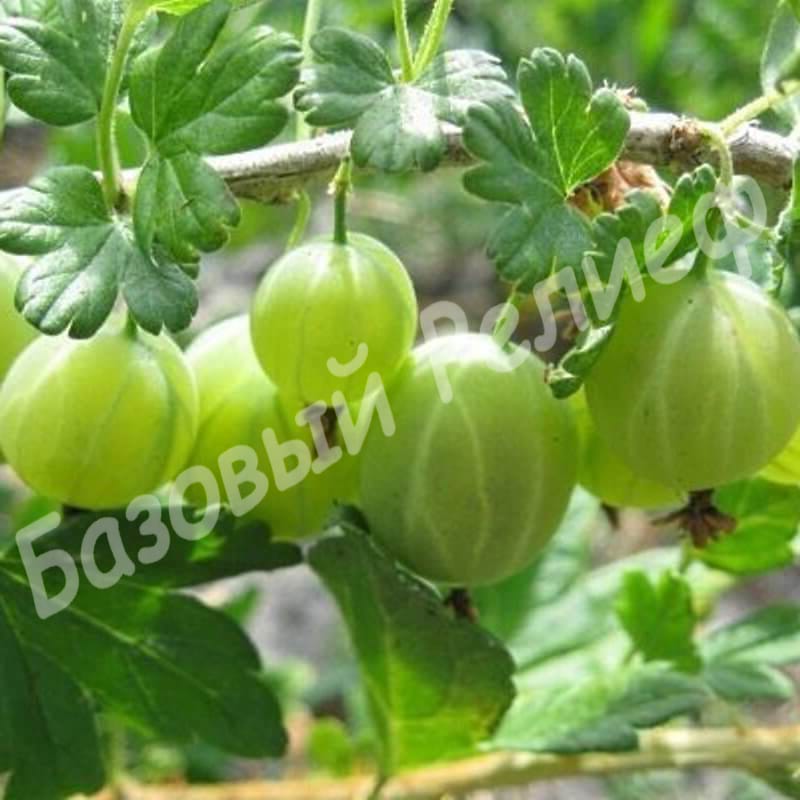 Крыжовник Берилл