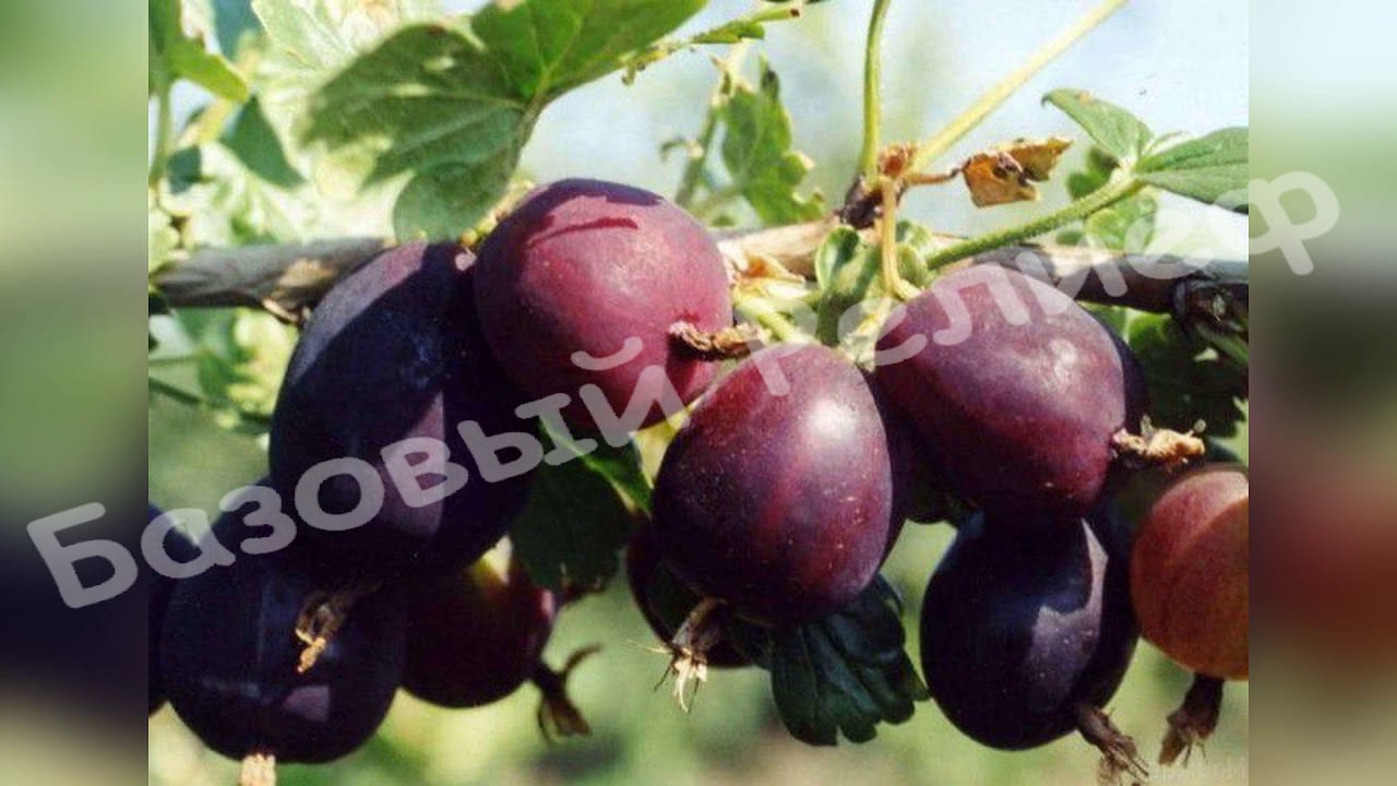 Крыжовник Черносливовый