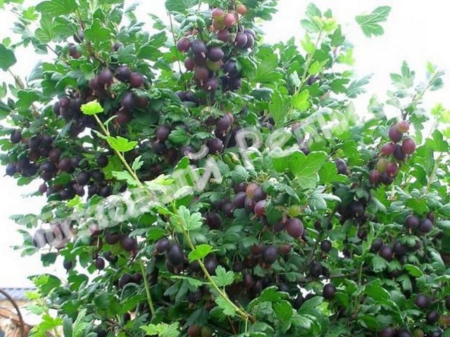 Крыжовник Черносливовый