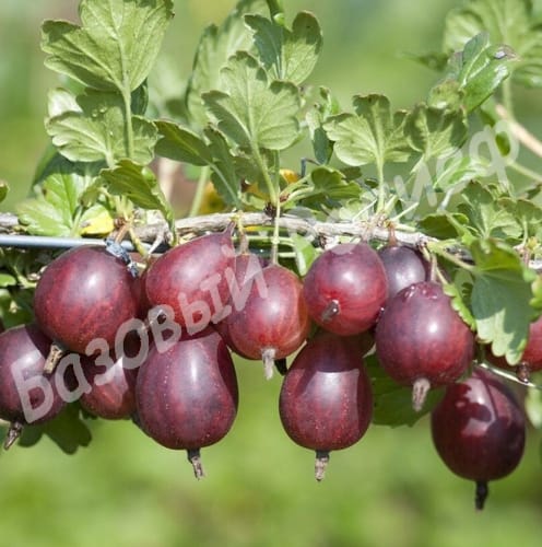 Крыжовник Джейн