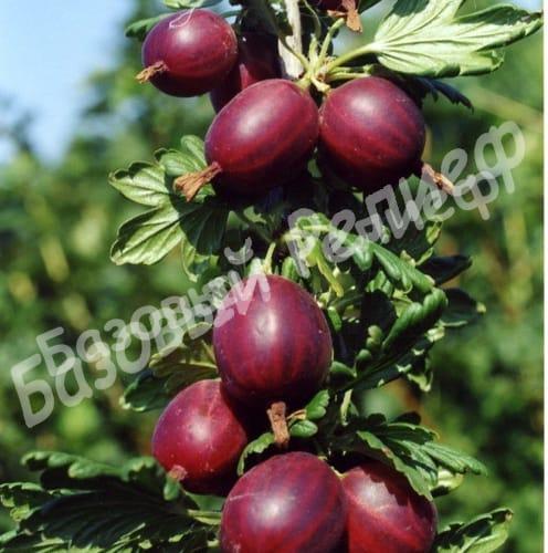 Крыжовник Фламинго