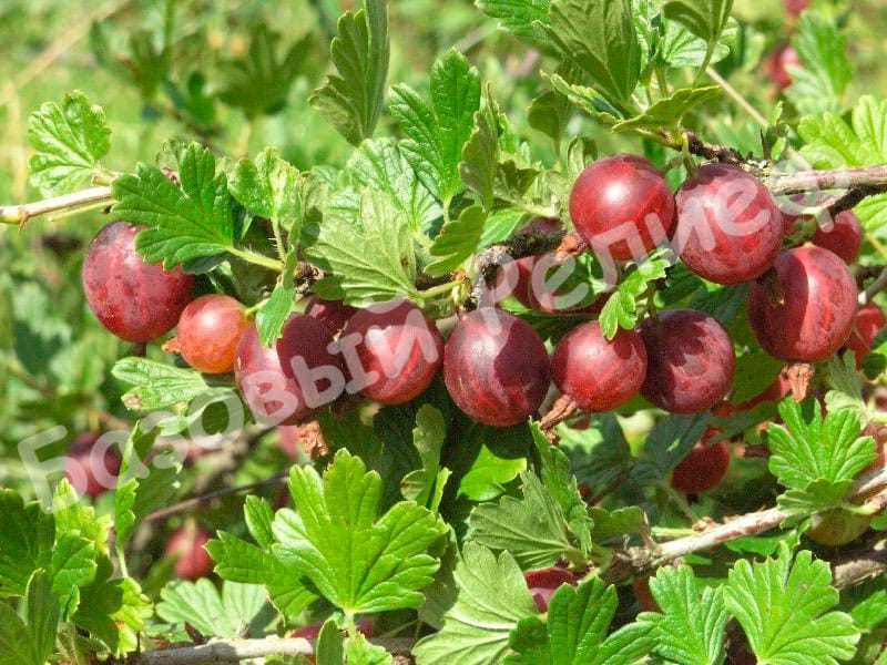 Крыжовник Фламинго