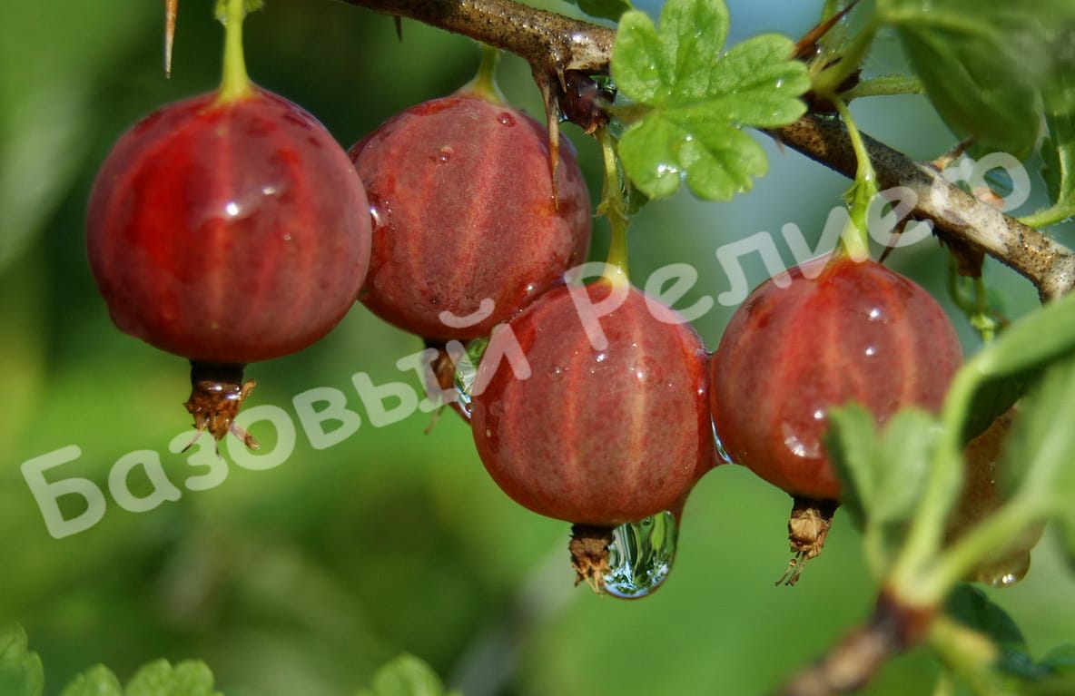 Крыжовник Фламинго