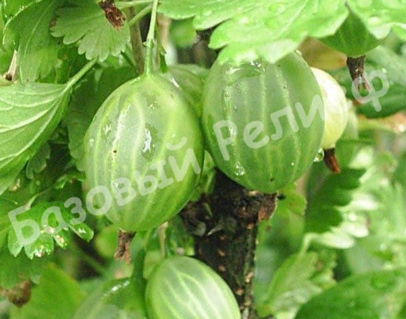 Крыжовник Геркулес