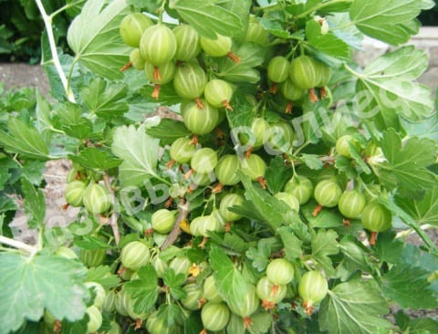 Крыжовник Геркулес