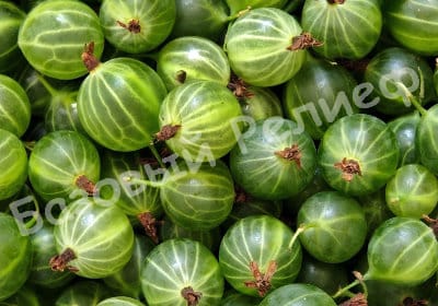 Крыжовник Геркулес