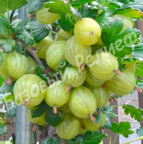 Крыжовник Инвикта