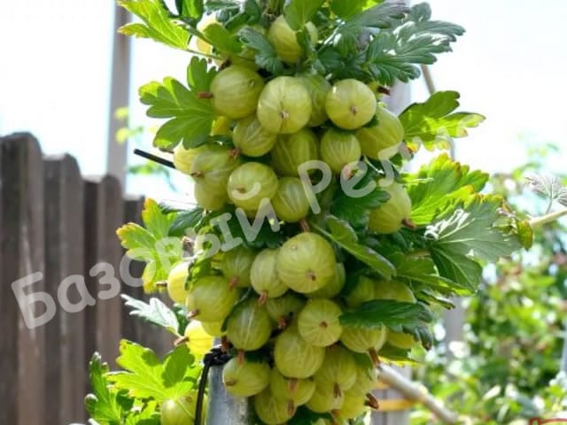 Крыжовник Инвикта