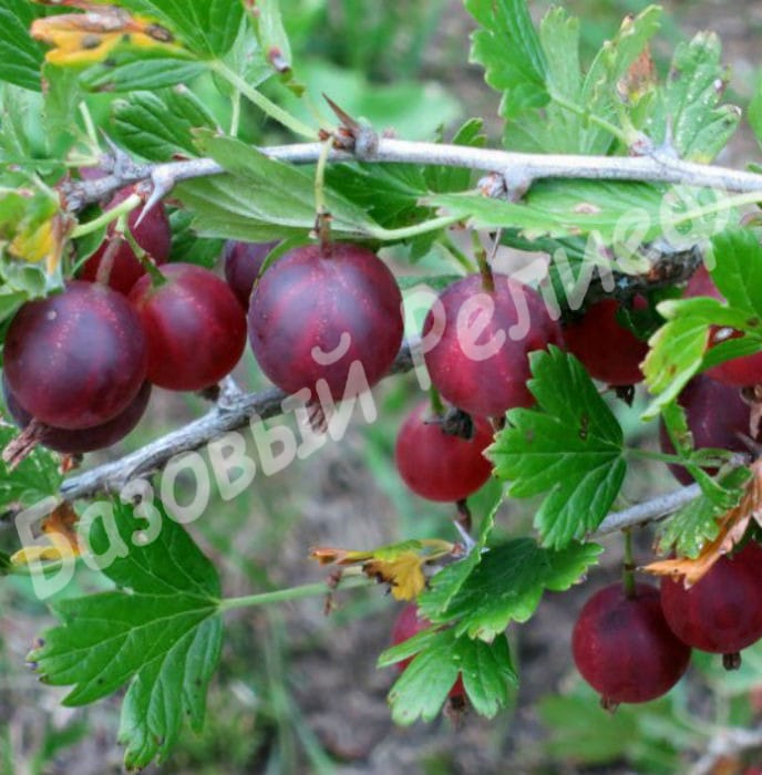 Крыжовник Каптиватор