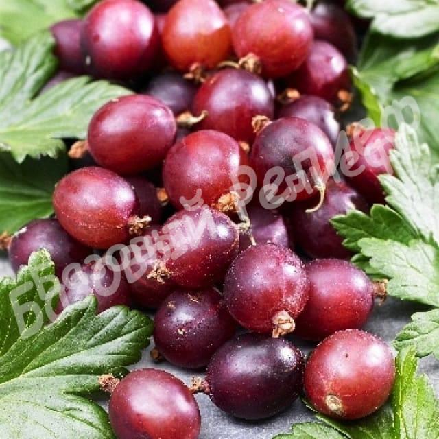 Крыжовник Каптиватор